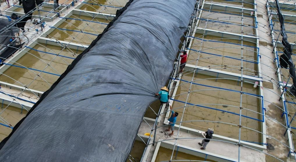 在文昌市翁田鎮(zhèn)的海興農(nóng)翁田蝦苗場，工人重新鋪設(shè)頂棚。無人機照片，新華社記者楊冠宇 攝