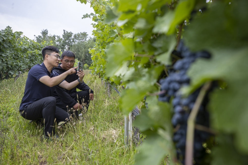2024年8月15日，技術(shù)人員（左）和工作人員在寧夏銀川市西夏區(qū)的一個(gè)葡萄園工作。為推動(dòng)黃河流域生態(tài)保護(hù)和高質(zhì)量發(fā)展先行區(qū)建設(shè)，銀川市積極打造高標(biāo)準(zhǔn)葡萄園，借助各種傳感器監(jiān)測(cè)釀酒葡萄的生長(zhǎng)狀態(tài)，實(shí)現(xiàn)精準(zhǔn)灌溉，從而高效節(jié)約黃河水。