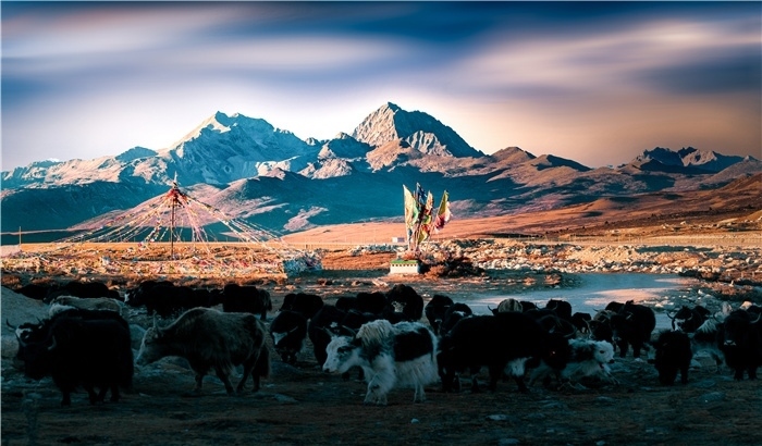 雅拉雪山上的牦牛群。蕭旺擺攝