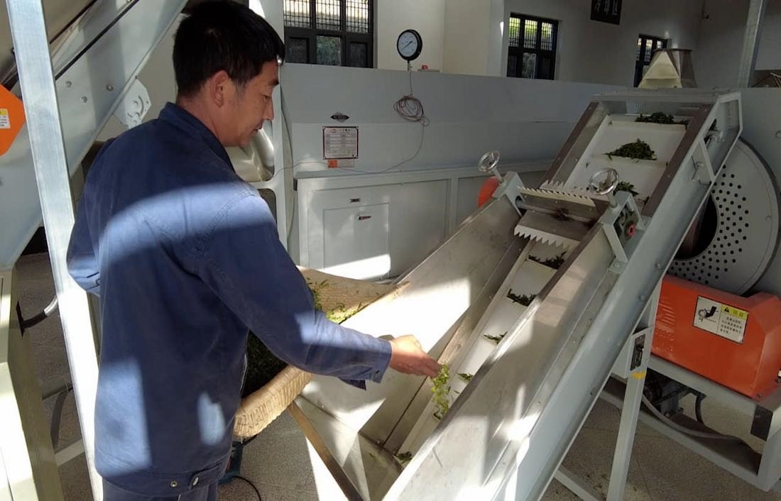  茶廠工人正在查看茶青質(zhì)量。 受訪者供圖