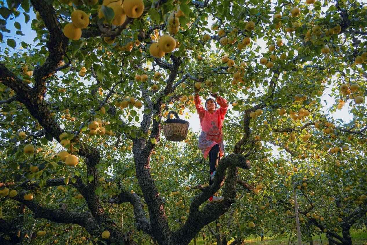 2024年10月4日，安徽省宿州市碭山縣程莊鎮(zhèn)衡樓村百年老梨園里，梨農(nóng)在忙著采摘酥梨。來源:人民圖片