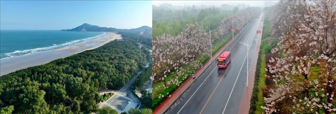 拼版照片：左圖為位于東山縣金鑾灣沿岸的木麻黃防護林帶（無人機照片，新華社記者 姜克紅 攝）；右圖為2021年4月20日在蘭考縣焦裕祿干部學院附近拍攝的泡桐花（無人機照片，新華社記者 郝源 攝）。