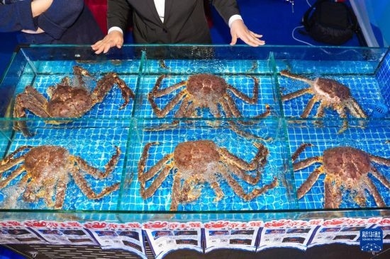 這是9月19日拍攝的吉林省琿春市一商家所售賣的帝王蟹。新華社記者 許暢 攝