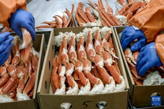 俄羅斯蟹業(yè)集團(tuán)的工作人員在生產(chǎn)線上加工產(chǎn)品（資料照片）。新華社發(fā)（俄羅斯蟹業(yè)集團(tuán)供圖）