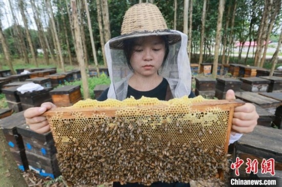 吳素英查看蜂蜜產(chǎn)蜜情況。湯曉逵 攝