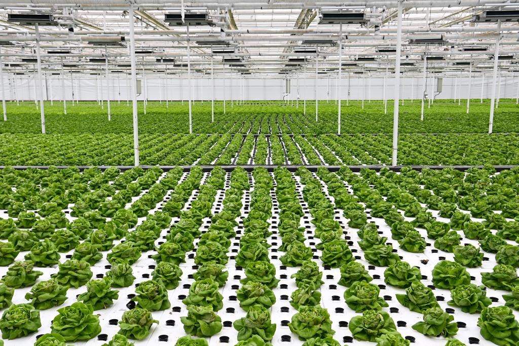 10月26日，楊凌智慧農(nóng)業(yè)示范園智慧溫室內(nèi)通過無土栽培技術(shù)種植的蔬菜。新華社記者 鄒競(jìng)一 攝