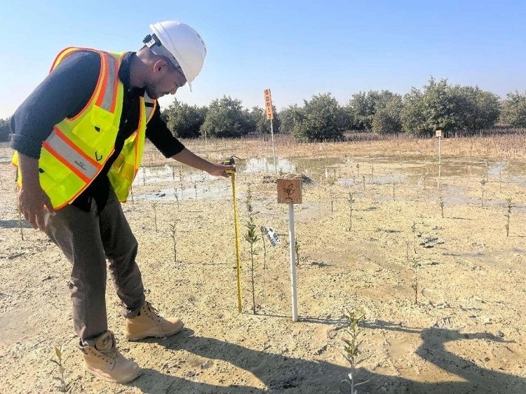 工作人員在監(jiān)測紅樹苗生長情況。中國土木供圖