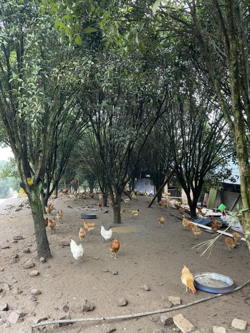 桂花林里的桂飛雞。劉軍國(guó)攝