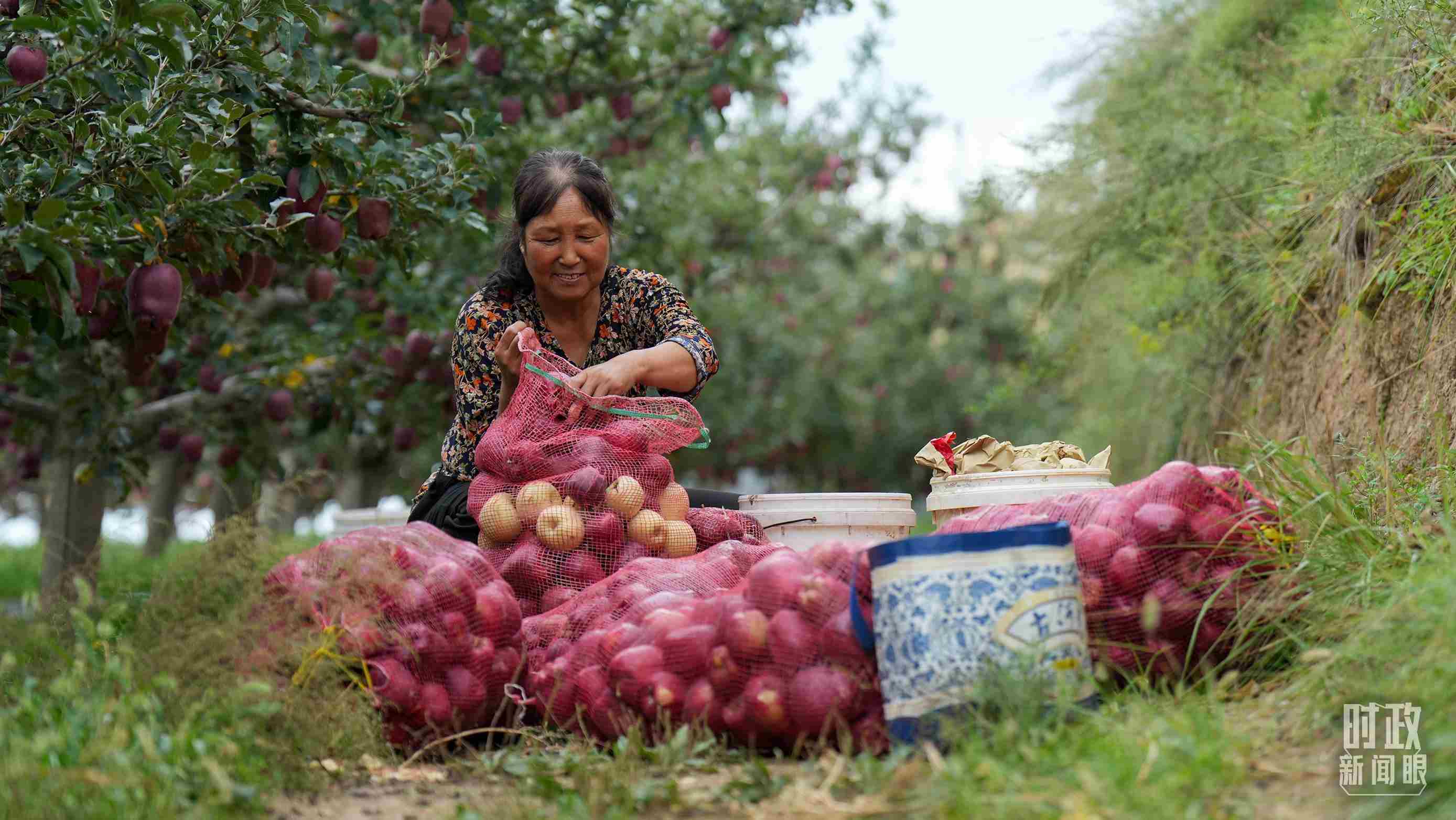 △甘肅天水的花牛蘋果已經(jīng)成為當(dāng)?shù)厝罕姷摹吧鷳B(tài)果”“致富果”。（總臺記者李晉拍攝）