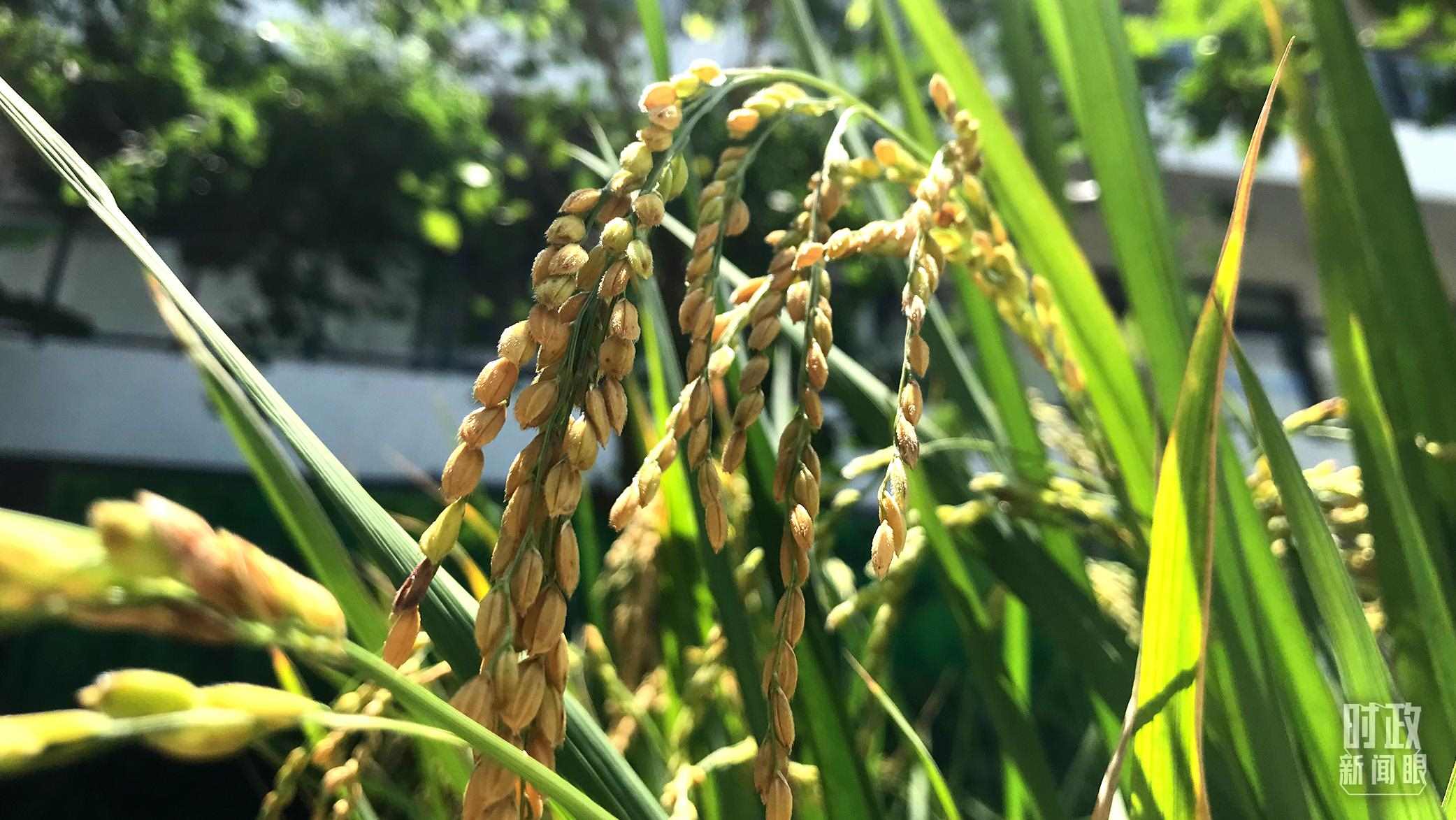 在海南培育的水稻品種。（總臺(tái)央視記者石偉明拍攝）