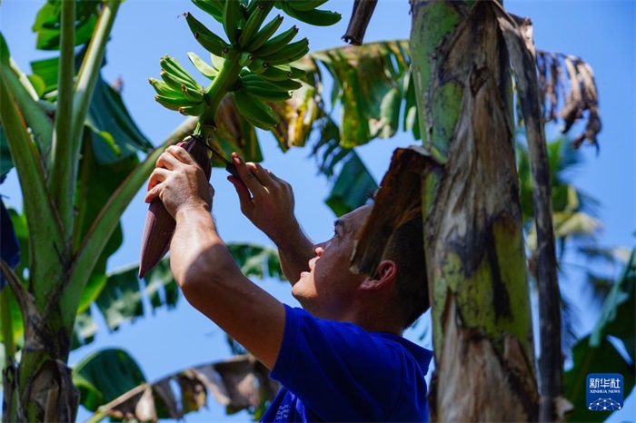 12月23日，中國(guó)熱帶農(nóng)業(yè)科學(xué)院專家趙增賢在斯里蘭卡馬坎杜拉為當(dāng)?shù)剞r(nóng)戶做技術(shù)示范。新華社記者 陳冬書 攝