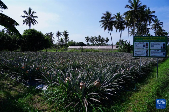 這是12月23日在斯里蘭卡馬坎杜拉拍攝的中國(guó)技術(shù)試驗(yàn)田菠蘿田。新華社記者 陳冬書 攝