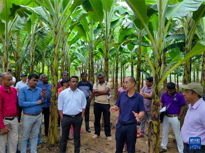 10月10日，在斯里蘭卡霍勒訥的一處香蕉示范基地，中國(guó)、聯(lián)合國(guó)糧農(nóng)組織與斯里蘭卡南南合作項(xiàng)目中國(guó)專家組組長(zhǎng)孫德權(quán)為當(dāng)?shù)剞r(nóng)民進(jìn)行技術(shù)培訓(xùn)。新華社發(fā)（中國(guó)、聯(lián)合國(guó)糧農(nóng)組織與斯里蘭卡南南合作項(xiàng)目專家組供圖）