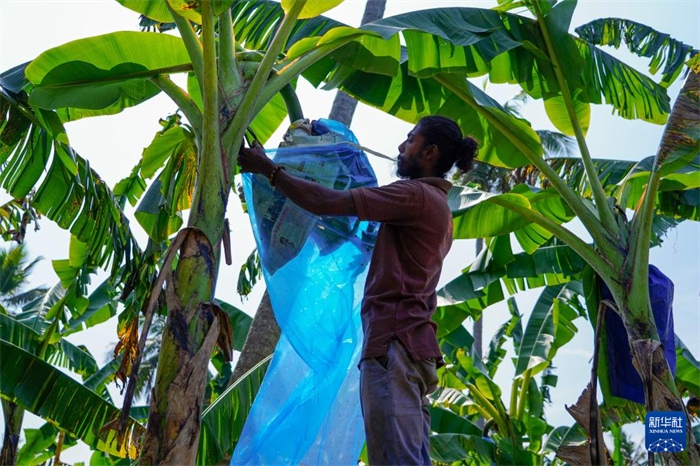 12月23日，在斯里蘭卡馬坎杜拉，農(nóng)民在香蕉試驗(yàn)田里學(xué)習(xí)套袋技術(shù)。新華社記者 陳冬書 攝