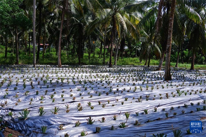 這是12月23日在斯里蘭卡馬坎杜拉拍攝的農(nóng)民里尚·普爾納的菠蘿田。新華社記者 陳冬書 攝