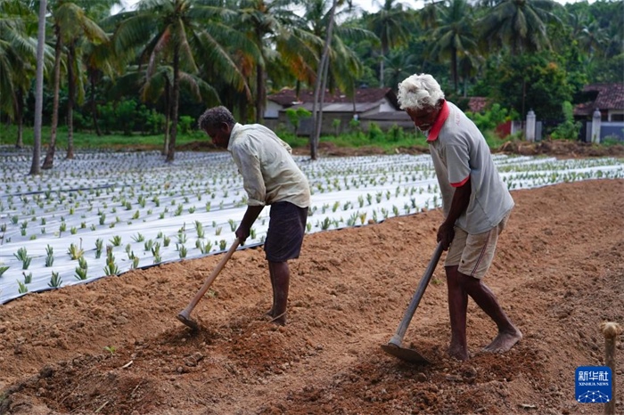 12月23日，斯里蘭卡馬坎杜拉的農(nóng)民在菠蘿田地里勞作。新華社記者 陳冬書 攝