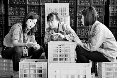 為拓展柿子產(chǎn)業(yè)發(fā)展新途徑，在陜西富平淡村鎮(zhèn)，歸國留學(xué)生王薇參與創(chuàng)建了一座柿酒酒莊。新華社發(fā)