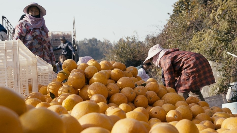 贛南臍橙喜獲豐收。人民網(wǎng)記者 張力洋攝