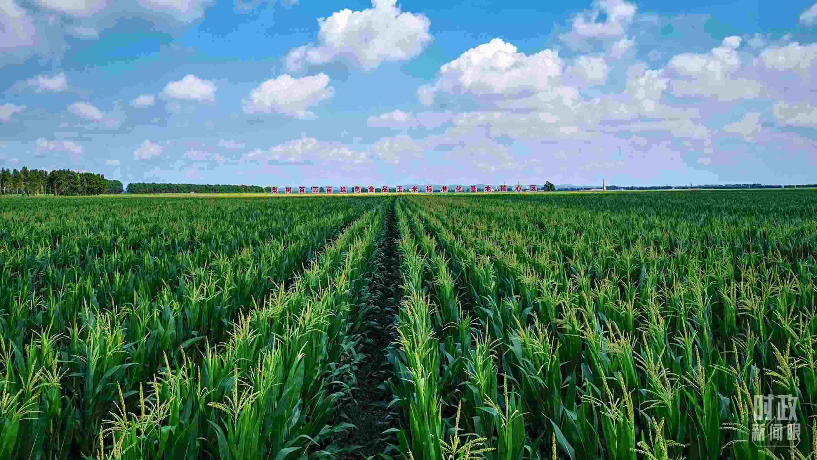 △吉林四平，梨樹(shù)縣地處黃金玉米帶。（總臺(tái)央視記者張曉鵬拍攝）