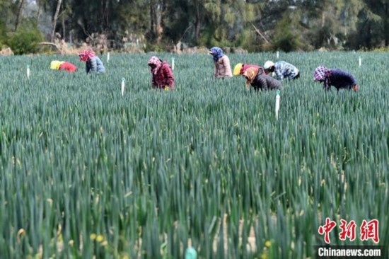 福建平潭:鹽堿地管護忙