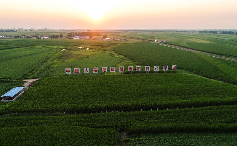 2020年7月23日拍攝的吉林省梨樹縣國家百萬畝綠色食品原料（玉米）標(biāo)準(zhǔn)化生產(chǎn)基地核心示范區(qū)（無人機照片）。新華社記者 許暢 攝