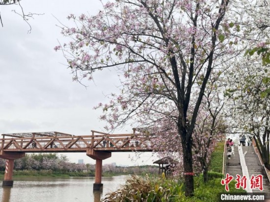 3月7日，廣州海珠國(guó)家濕地公園宮粉紫荊花海吸引游人。中新社記者 許青青 攝