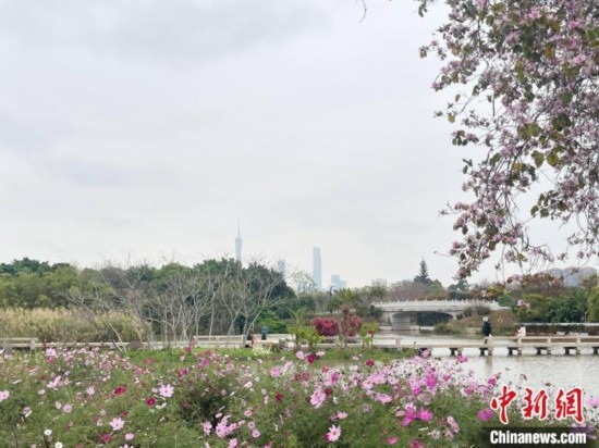 每年三月，廣州海珠國(guó)家濕地公園迎來最具標(biāo)志性的景觀之一——宮粉紫荊花海，公園內(nèi)的石榴崗河沿岸兩側(cè)，數(shù)千株宮粉紫荊綿延3.2公里，粉紅與粉白的花朵交織如云，頗為浪漫。據(jù)悉，宮粉紫荊因其耐濕性強(qiáng)、花期長(zhǎng)的特性，是廣州海珠國(guó)家濕地公園生態(tài)修復(fù)的優(yōu)選樹種。近年來通過科學(xué)管養(yǎng)，花量相較往年明顯增加，盛花期持續(xù)近一個(gè)月時(shí)間，預(yù)計(jì)浪漫景致將延續(xù)至清明前。圖為3月7日，廣州海珠國(guó)家濕地公園宮粉紫荊花海吸引游人。中新社記者 許青青 攝
