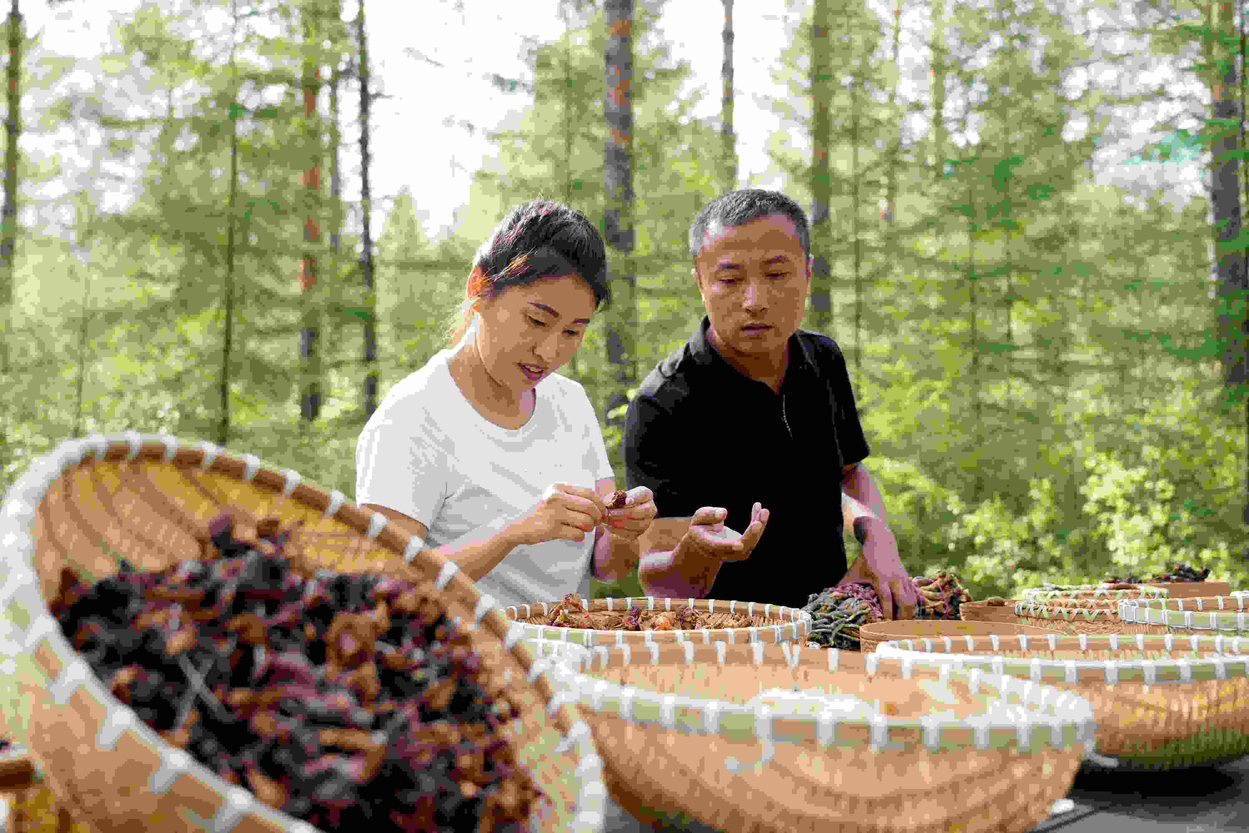 2024年8月6日，黑龍江漠河林場(chǎng)員工正在分揀采集來(lái)的林下產(chǎn)品。