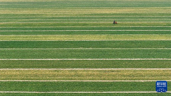 3月14日，在菏澤市鄆城縣潘渡鎮(zhèn)，農(nóng)民在麥田里施肥（無(wú)人機(jī)照片）。