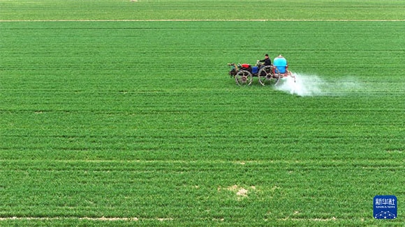 3月14日，在菏澤市鄆城縣郭屯鎮(zhèn)，農(nóng)民在麥田里噴灑除草劑（無(wú)人機(jī)照片）。