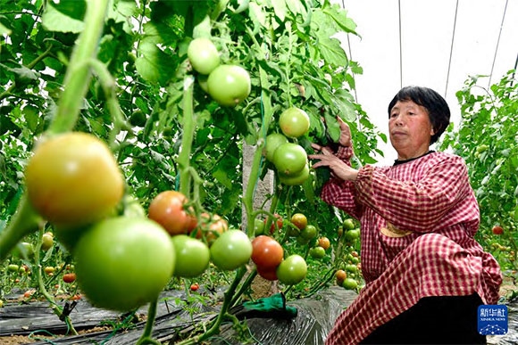 3月13日，在菏澤市鄆城縣張營(yíng)街道，農(nóng)民在設(shè)施大棚里打理西紅柿。