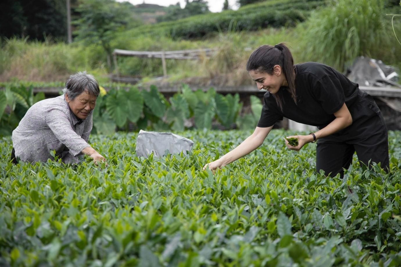 卡友琪在福建采茶。受訪(fǎng)者供圖