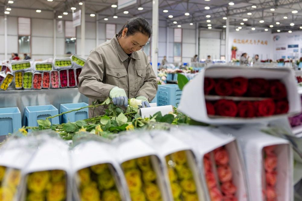 △近日，工作人員在云南麗江現(xiàn)代花卉產(chǎn)業(yè)園包裝鮮花。