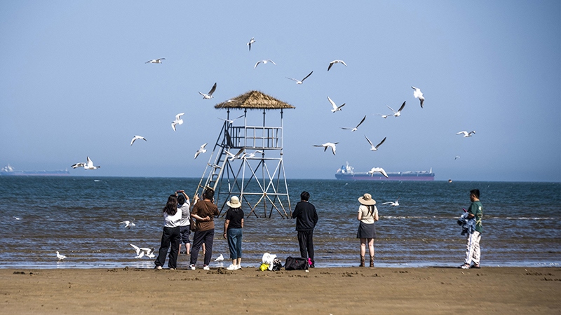 2024年5月12日，河北秦皇島，北戴河鴿子窩公園成群海鷗在天空中自由翱翔，與大海、藍(lán)天構(gòu)成了一幅美麗的畫卷。