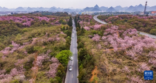 游客驅(qū)車前來(lái)清鎮(zhèn)市紅楓湖鎮(zhèn)右二村踏青游玩（4月5日攝，無(wú)人機(jī)照片）。