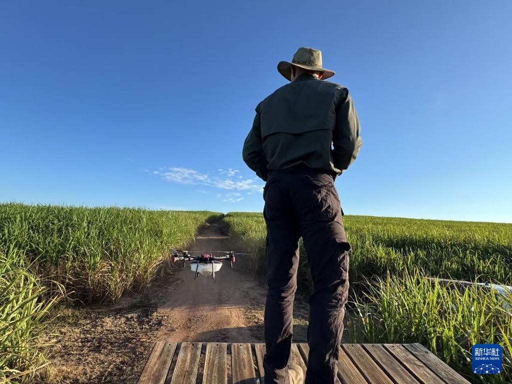 3月25日，在南非夸祖魯-納塔爾省的方廷希爾莊園，飛手操縱無人機為甘蔗林噴灑藥劑。新華社記者 白舸 攝