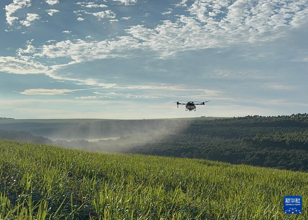 3月25日，在南非夸祖魯-納塔爾省的方廷希爾莊園，中國農(nóng)用無人機為甘蔗林噴灑殺菌劑。新華社記者 白舸 攝