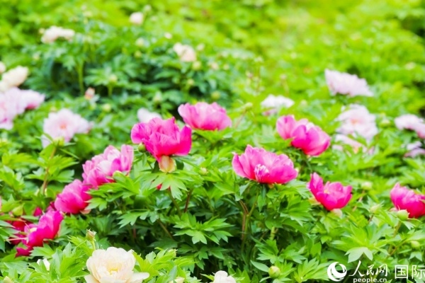 洛陽(yáng)國(guó)家牡丹園牡丹盛開(kāi)。 人民網(wǎng)記者 魯揚(yáng)攝