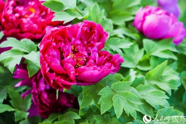 洛陽(yáng)國(guó)家牡丹園牡丹盛開(kāi)。 人民網(wǎng)記者 魯揚(yáng)攝