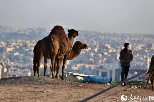 約旦首都阿曼街頭的駱駝。人民網(wǎng) 納達(dá)爾·達(dá)烏德攝