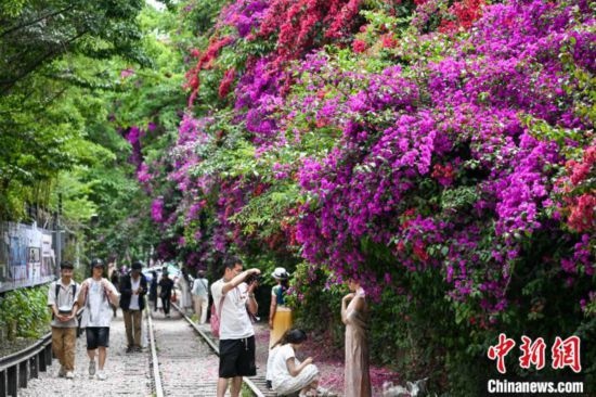 昆明滇越鐵路旁三角梅盛放引客來
