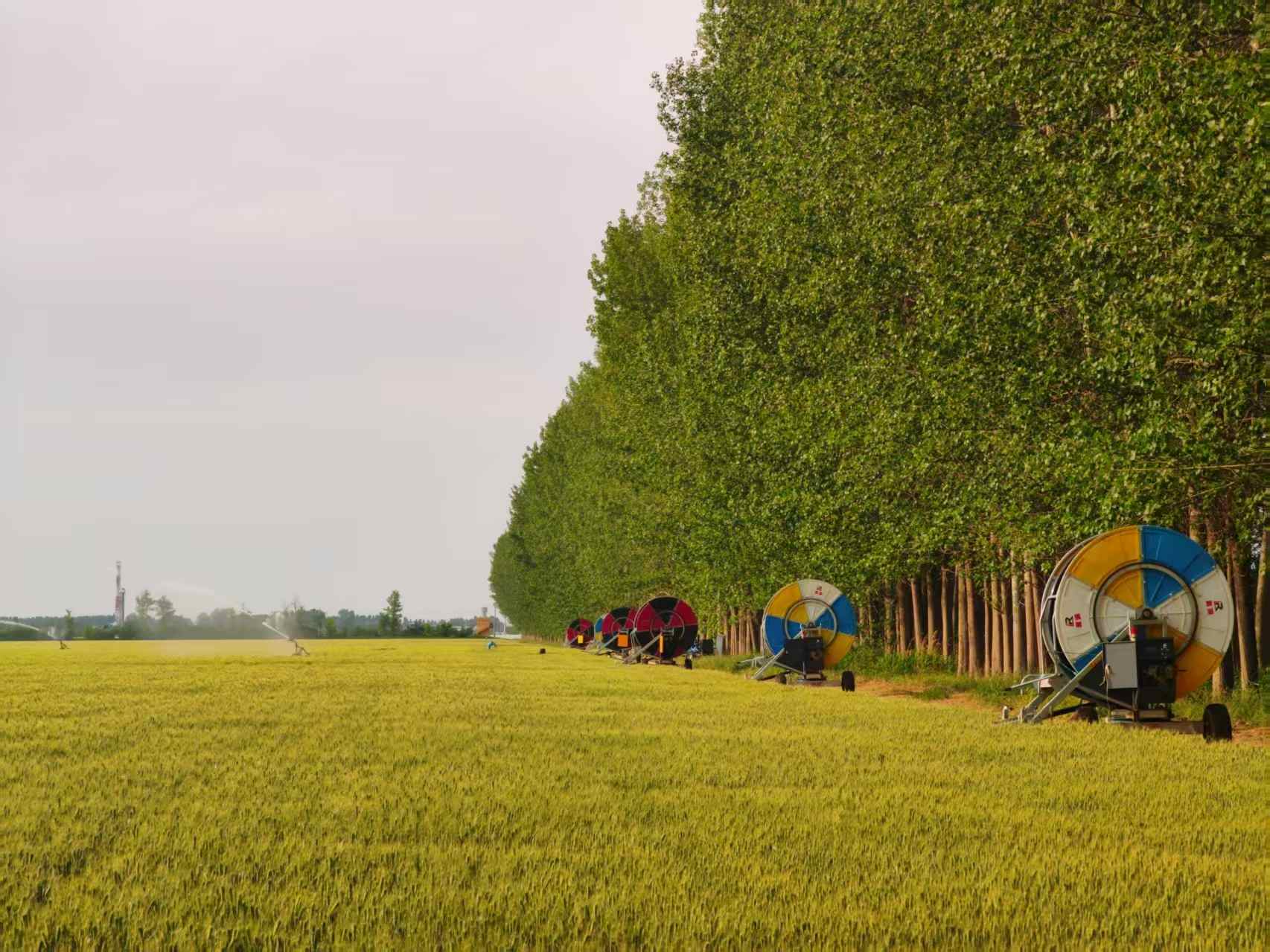 陜西華陰市華西鎮(zhèn)農(nóng)墾農(nóng)場正在作業(yè)的卷盤式噴灌機(jī)。受訪者供圖