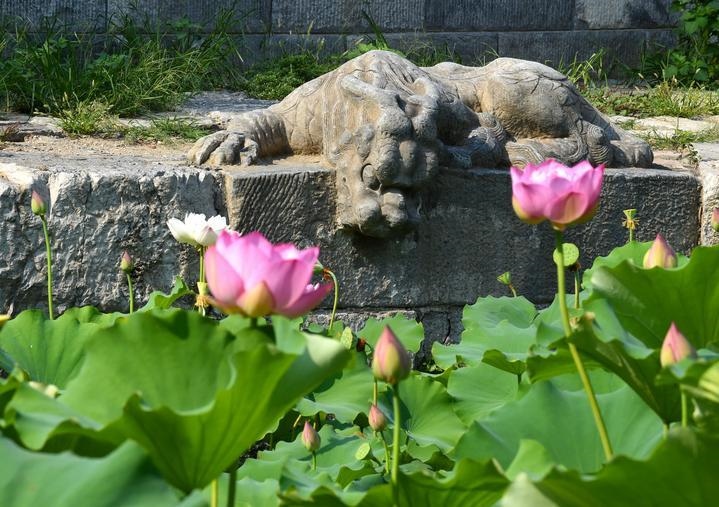 萬(wàn)寧橋位于北京地安門(mén)外大街中部、什剎海東岸，是北京中軸線上最古老的橋梁，至今已有700多年歷史。近年來(lái)，北京市持續(xù)為萬(wàn)寧橋“瘦身減負(fù)”，橋體風(fēng)貌得以完整展現(xiàn)，方便游客走近欣賞，深入了解古橋承載的價(jià)值和內(nèi)涵。這是2023年7月18日拍攝的北京萬(wàn)寧橋橋東的鎮(zhèn)水獸。
